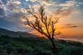 Tree sunset, Colorful sky with sunset and big tree , Abstract background, Alone tree mountain at sunset with sun, sunset tree