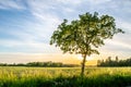 Tree in sunset in Denmark