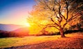 Tree, sunset, hills,