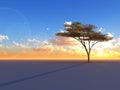 Tree on Sunset Horizon