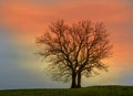 Tree in the sunset Royalty Free Stock Photo
