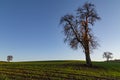 Tree in the sunset over german rural landscape