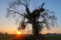 Tree sunset panorama landscape vision sun sky warm Italy Italian evening time quaint Royalty Free Stock Photo