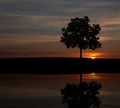 Tree during sunset pr sunrise. Tree silhouette alone in the nature Royalty Free Stock Photo