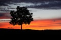 Tree during sunset pr sunrise. Tree silhouette alone in the nature Royalty Free Stock Photo