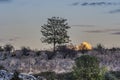 Tree in a sunset in the Sierra of Guadarrama. Europe Spain Madrid