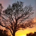 Tree @ sunset Royalty Free Stock Photo