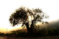 tree at sunset Royalty Free Stock Photo