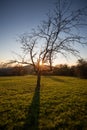 Tree in sunset sky Royalty Free Stock Photo