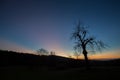 Tree in sunset sky Royalty Free Stock Photo