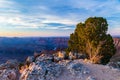Tree at sunset on rocky hill in eastern Grand Canyon. Canyon and Colorado River is below; blue sky and clouds in background. Royalty Free Stock Photo