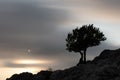 Tree at sunset in the Urbasa-Andia natural park, Navarra. Royalty Free Stock Photo