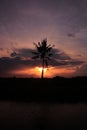 Tree sunsets sun golden hours Royalty Free Stock Photo