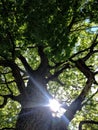 Tree sunshine