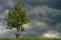 Tree in sunshine before storm clouds Royalty Free Stock Photo