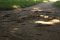 Tree with a surface roots exposed Royalty Free Stock Photo