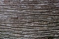 Tree Surface texture