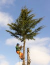 Tree Surgeon Arborist in a harness cutting down a tree. UK Royalty Free Stock Photo