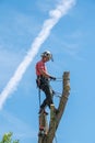 Tree Surgeon standing on top of a tree
