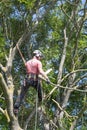 Tree Surgeopn cutting down tree branches