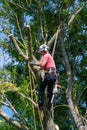 Arborist standing up a large tree