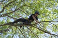 Tree Surgeon tying rope to a branch Royalty Free Stock Photo