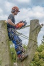 Tree Surgeon or Arborist using a safety rope and chainsaw up a tree Royalty Free Stock Photo