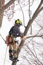 A tree surgeon cuts and trims a tree Royalty Free Stock Photo