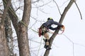 A tree surgeon cuts and trims a tree Royalty Free Stock Photo