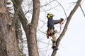 A tree surgeon cuts and trims a tree Royalty Free Stock Photo