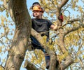 Tree Surgeon roped to a tree Royalty Free Stock Photo