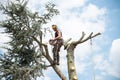 Tree Surgeon at the top of a tree Royalty Free Stock Photo