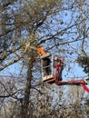 tree surgery Royalty Free Stock Photo