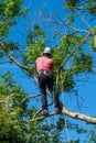 Tree Surgeon uses safety equipment Royalty Free Stock Photo