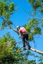 Tree Surgeon using chainsaw and safety ropes Royalty Free Stock Photo
