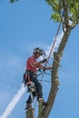 Tree Surgeon using his safety rope Royalty Free Stock Photo