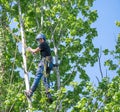 Tree surgeon using safety ropes Royalty Free Stock Photo