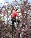 Tree Surgeon at work Royalty Free Stock Photo