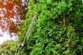 A tree surgeon worker using a power hedge trimmer to cut back a large overgrown bush. Royalty Free Stock Photo