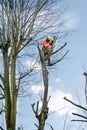 Tree surgeons climbing with ropes and cutting trees Royalty Free Stock Photo