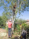 Tree surgeons working up a tree. Royalty Free Stock Photo