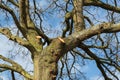 Tree surgery on a large oak.