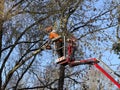 tree surgery Royalty Free Stock Photo