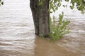 Tree Surrounded by Floodwater