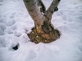 Tree surrounded by snow at winter time Royalty Free Stock Photo