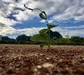 Tree survival battle amidst dry land But only a strong heart never gives up will win. Like yourself. Royalty Free Stock Photo