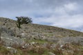 Tree surviving on the harsh Dartmoor landscape Royalty Free Stock Photo