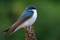 Tree swallow