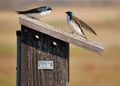 Tree Swallow