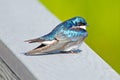 Tree Swallow